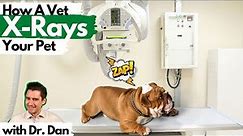 Veterinarian, Dr. Dan, Shows How X-Rays Are Taken on Pets