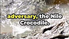 Crocodile Clash: Saltwater vs Nile