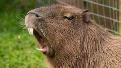 The 12 Largest Rodent Species in the World