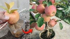 Crazy Skills growing Apple tree from Apple fruit in water 100% success