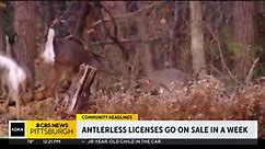 Pa. launching new process to buy antlerless licenses