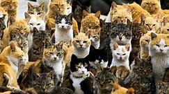Cat Island in Japan: "Meow" we've seen everything!