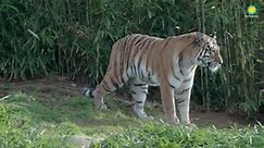 Meet Nikita, the Smithsonian's National Zoo's New Amur Tiger