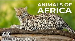 Amazing Wildlife Photography - Wallpapers Slideshow in 4K UHD - Animals of Africa - Ep. 3