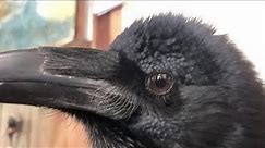 My Pet Raven