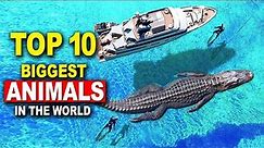TOP 10 Biggest Animals In The World || Awesome Top 10