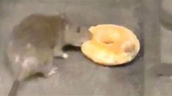 Pizza Rat Who? New York City Rats Go Viral Over Their Shared Love For A Sweet Treat