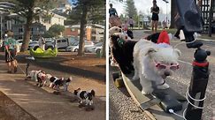 Costumed dogs ride on train of skateboards