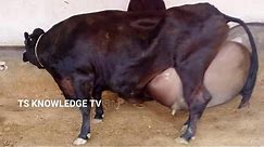 Top 10 Biggest Udder Highly Milking Cows #Dairy_Farming