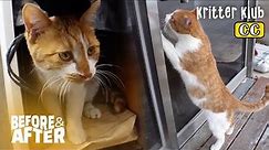 "Please Take Me In” Stray Cat Keeps Coming Back For Help | Before & After Makeover Ep 65
