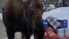 Hungry moose goes grocery shopping in woman’s cart outside of store