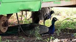 Feral peacocks causing trouble in NT town
