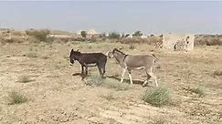 Two Male Donkeys Fighting For Female Donkey #intresting Video