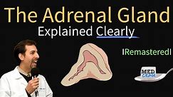 Adrenal Gland (Adrenal Cortex) Anatomy, Physiology, Disorders, and Hormones