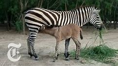 Mexican Zoo Welcomes a Zonkey | The New York Times