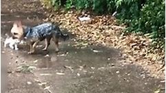 Dog Rescues Tiny Abandoned Kitten😍
