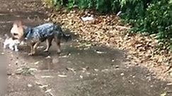 Dog Rescues Tiny Abandoned Kitten😍