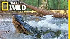 See 'Frozen' Alligators Breathing Through Ice to Survive | Nat Geo Wild