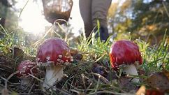 Mushroom foraging is fun, but can be toxic, warn experts