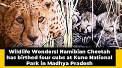Wildlife Wonders! Namibian Cheetah has birthed four cubs at Kuno National Park in Madhya Pradesh