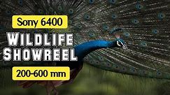 Wildlife Show reel -Sony A6400 Wildlife photography a6400