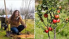 How to Plant Fruit Trees for MAXIMUM Growth and Harvest