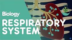 Respiratory System - Introduction | Physiology | Biology | FuseSchool