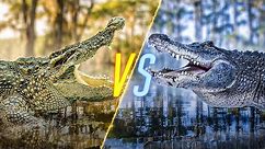 Crocodile VS Alligator