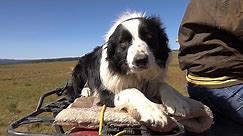 Working Dogs - Farm To Fork Wyoming
