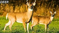 Top 5 Deer Species in the World