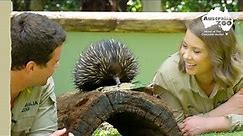 Quality time with an adorable echidna | Australia Zoo Life