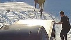 Brave Little Dog Scares Off Moose!