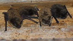 Bats - Yellowstone National Park (U.S. National Park Service)