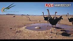 Namibia: Live stream in the Namib Desert