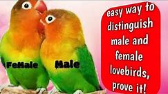 How To Difference Male and Female Love birds