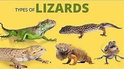 25 Types of Lizards | Learn the Names of Lizards Species | Reptiles for Kids | Educational Video