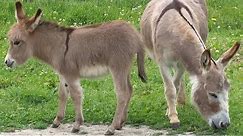 Miniature donkeys may be the cutest livestock we've ever seen