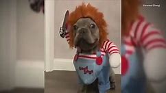 Adorable Dog Dresses as 'Chucky' Doll for Halloween