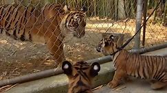 Tigers About The House: Cubs' first time meeting adult tigers