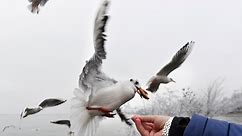 Feeding birds is good for the soul