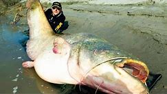 The BIGGEST CATFISH In The World 😱