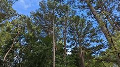 Discover the Tallest Tree in Texas - A Towering 138-Foot Behemoth