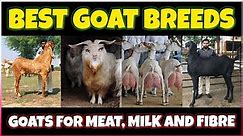 Best Goat breeds in the World | World's Best Goat Breeds for meat, milk and Fiber