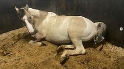 Live Foal Birth: First Time Mother Gives Birth Unassisted