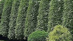 CHUXAY GARDEN 10 Seeds Thuja 'Green Giant',Arborvitae Seed,Green Giant Arborvitae, Thuja Plicata Standishii Evergreen Tree Privacy Screen Plant Great for Garden