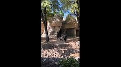 Zookeepers face terrifying attempt to escape gorilla enclosure at Texas zoo