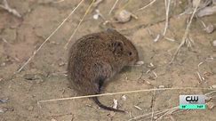 Romance lessons from the vole; a tiny rodent obsessed with monogamy