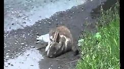 stoat kills rabbit - horror