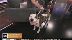 Full of love and Energy, Duchess is looking for a forever home: Pet of the Week