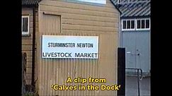 Calves in the Dock
